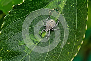 a bug nymph from the genusÃÂ ErthesinaÃÂ & x28;Family : Pentatomidae& x29;.ÃÂ  photo